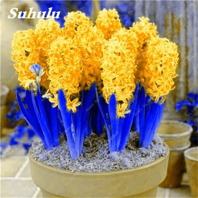 Graines de jacinthe Jardin Jacinthe Plantes vertes d'intérieur Plantes à fleurs Facile à cultiver DIY Jardin à domicile Plante en pot Lot de 100 graines