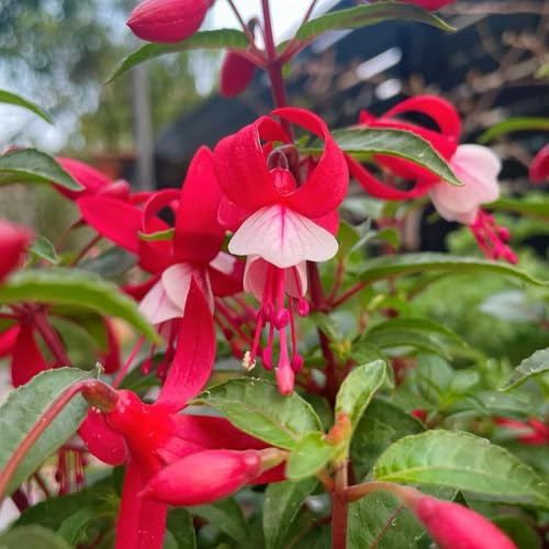 Fuchsien Hängend, geschenke für gartenliebhaber blumensamen seltene wohnzimmer deko bio steingartenpflanzen winterhart 30Samen