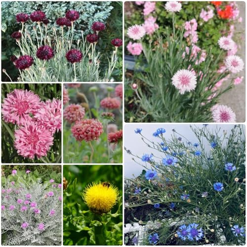 Semi di fiordaliso perenni resistenti, giardino Centaurea cyanus, balcone resistenti perenni di seminare vecchie varietà 250pcs