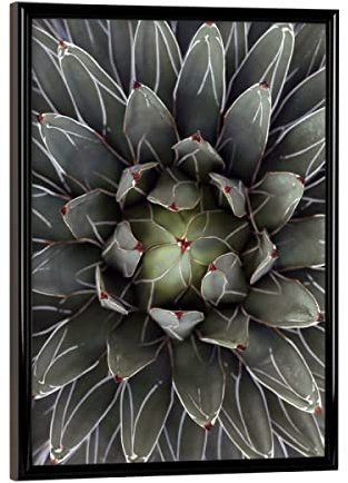 artboxONE Poster mit schwarzem Rahmen 18x13 cm Natur Agave grau-grün mit Streifen - Bild Agave Agave Blatt