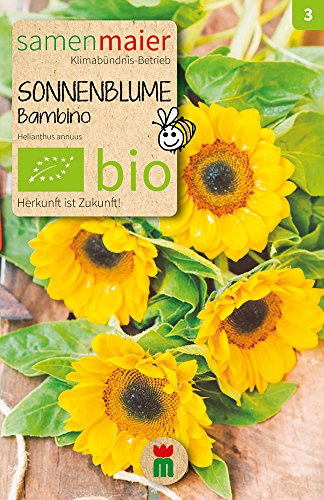 Samen Maier 883 Sonnenblume Bambino (Bio-Sonnenblumensamen)