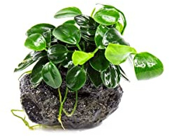 SubstrateSource Live Planted Decor - Bucephalandra Godzilla (Bucephalandra sp.) on Lava Stone - Low to Medium Light, Dark Green with Blue Iridescence, Foreground to Midground Tank Placement - 1 Pack