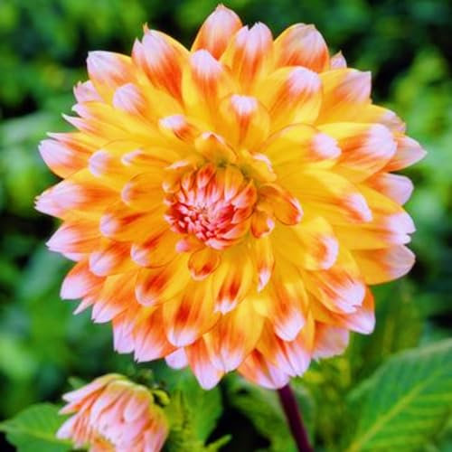 Dahlia Bulbs-Dahlia Bulbs for Planting Now UK,Garden Flowers,Hardy Perennial,Wedding Flowers,Ornamental Flowers-2bulbs-e