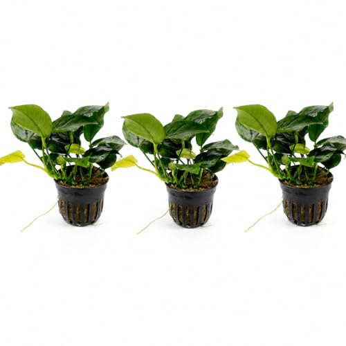 AquaBreedingSkill Set aus 3 Stück Aquarium Pflanzen Echt Set – Anubias, Microsorum – Lebende Wasserpflanzen – Pflegeleicht ideal für Fische & Garnelen – mit Pflanzenpass (Nana 3 pcs)