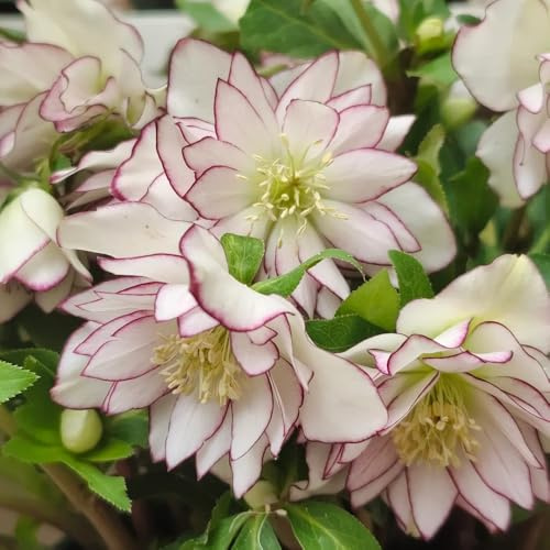 christrosensamen winterhart balkon, blumenwiese christrose christrosen kaufen schnittblumen, balkonpflanzen winterhart blumenbeet exotische 20pcs