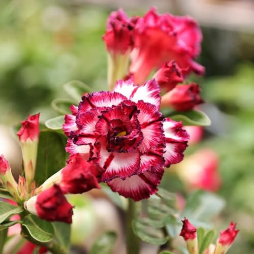 semillas de rosa del desierto (Adenium obesum) cortadas Decoraciones de jardín exteriores en decoración sala estar jardín en el balcón Cubresuelos 2pcs