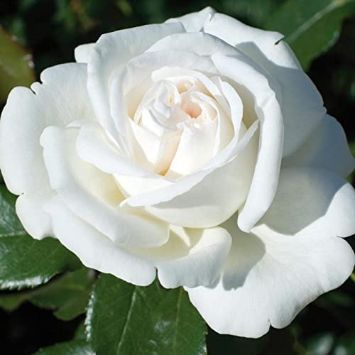 Verdecora Rosal Grandiflora Blanco - Planta Natural con Flor - Rosa Perfumada de plantación (Blanco Pierre Arditi)