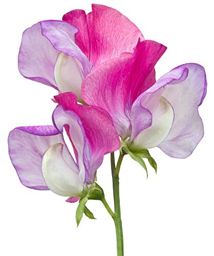 Flowering Plants - Sweet Pea - 3 x Plants in a 9cm Pot - Sweet Pea Plants - Garden Plants - Garden Ready + Ready to Plant - Premium Quality Plants