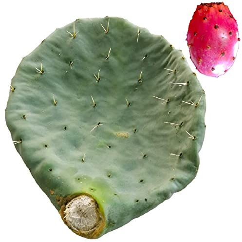 Pala fico d'india rotonda frutti rossi grossi talea fichi - Opuntia Robusta
