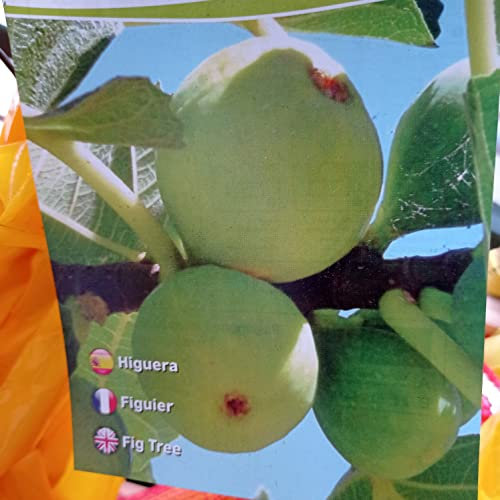 LA IBERICA Fig Tree. 2 Years Tree. Laminated Brush. 1.5 cm Height