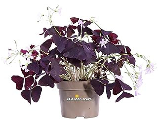 Pianta di Oxalis Pianta di Ossalide Pianta di Acetosella pianta da esterno pianta da fiore pianta da giardino pianta ornamentale pianta vera venduta da eGarden.store (Ossalide Viola v.12 cm)