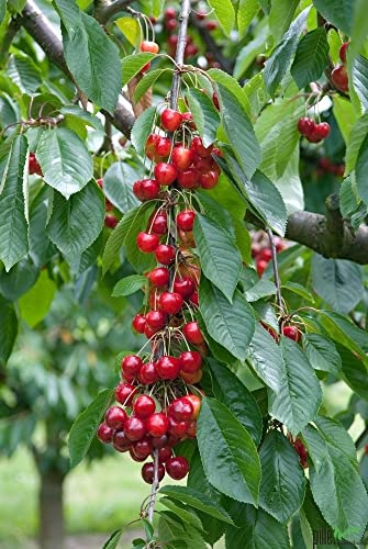 Terrassenobst Kirsche Große Prinzessin - Balkon-Kirschbaum, 80-120 cm Lieferhöhe | Endhöhe max 300 cm | Saftige, Aromatische Kirsche Frischverzehr und Einkochen | Befruchter Hedelfinger Schneiders
