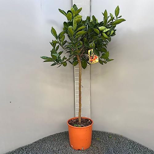 SAVINI VIVAI Navellina Navellina Oranger citronné en pot de 24 cm hauteur 90-110 cm 3-4 ans de greffage, fabriqué en Italie