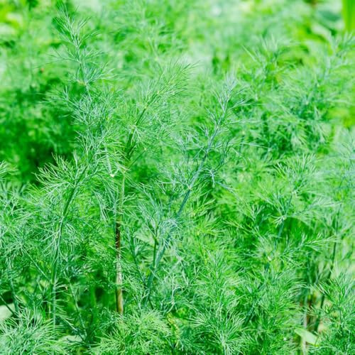 semillas de eneldo decoración jardín balcón variedades antiguas 250pcs