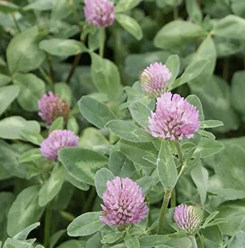 Red Clover Seed 200g Green Manure CSH