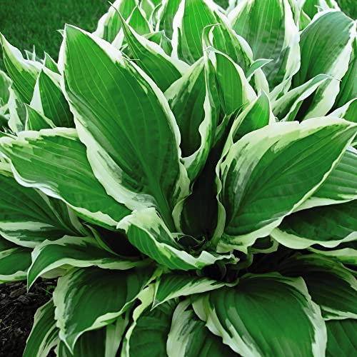 Hosta Plants 'Wide Brim' Plantain Lily Hardy Perennial Variegated Foliage Lilac-Blue Blooms RHS AGM Easy to Grow Shade Loving Garden Flowers 1 x 3 Litre Potted Plant by Thompson and Morgan
