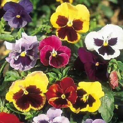100 semi Viola del pensiero zero Mix graines géantes