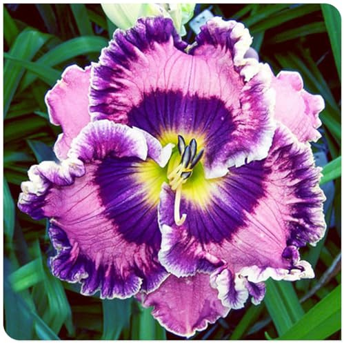 Bulbos de Hemerocallis - Matas Voluminosas y Decorativas -Ideal para Borduras Soleadas - Hemerocallis bulbos-3 Bulbos-H