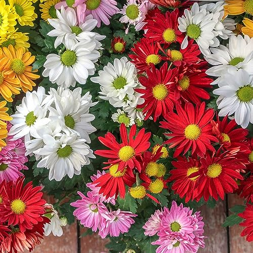 semi di crisantemo - perenni resistenti giardino balcone esterni tappezzanti 200pcs
