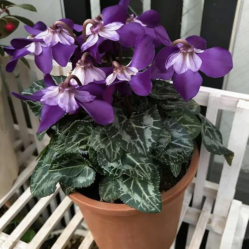 ciclamino - interni esotici giardino riverdimento tetti giardino balcone copertura terreno semi selvatici 350pcs
