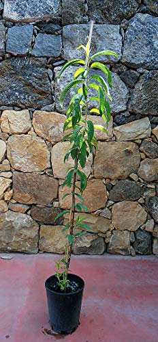 Pianta di pesche Albero pesco Nettarina precoce - Imballaggio speciale protettivo
