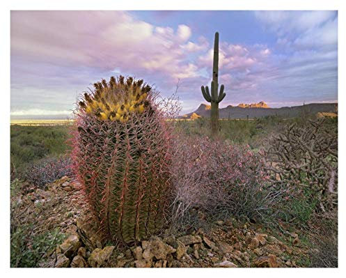 Artworks Italia Cactus Saguaro y Barril Gigante, Parque Nacional Saguaro, Arizona, Arte en papel, 18 x 14 pulgadas