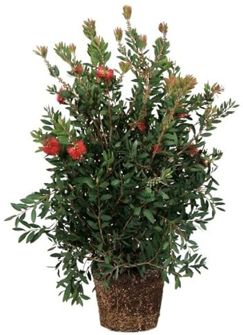 Callistemon Citrinus | DECOALIVE | Árbol del Cepillo | Flor de Exterior | Planta Natural