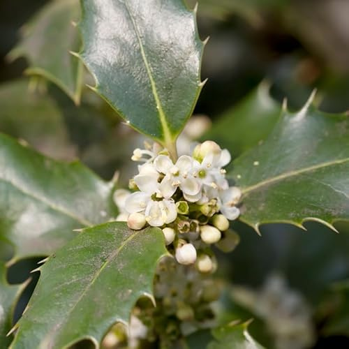 Houx Commun Alaska - Ilex Aquifolium Alaska 60cm en Pot - Plante - Floraison Mai à Juin - Couleur de la Fleur - Hauteur 4-6 m