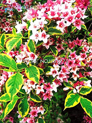 Hot! 20 Colori 300 Hortensia Semi/Sacchetto Semi di Hortensia Fiori dans Vaso Gerani Balcone Hortensia Pianta Semi Coperto
