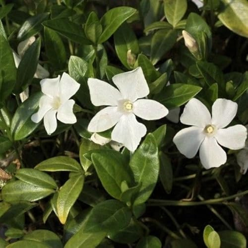 6 x Vinca minor 'Alba' - Weißes Immergrün - Immergrüner Bodendecker