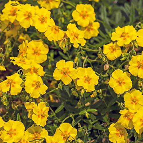 Helianthemum Ben Fhada Rock Rose Hardy Shrub 1 Litre Potted Plant x2 by Thompson and Morgan (2)