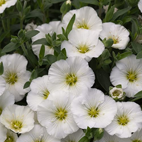 6 x Berg Sandkraut - Arenaria Montana Topf 9x9cm: Ideale Bodendecker für Steingärten und Kiesbeete.