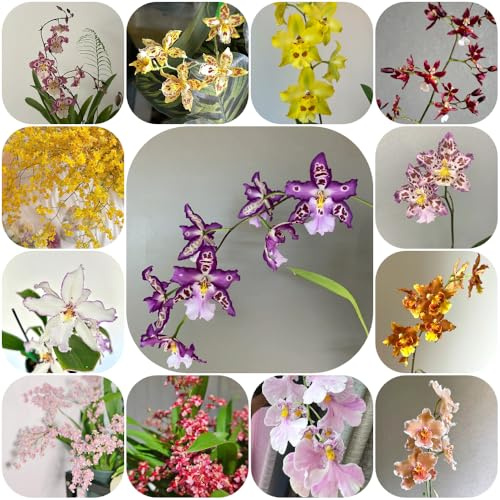 Semi di orchidea Oncidium - estivi esotico vecchie varietà semi di come bomboniera raro da balcone resistenti per giardini rocciosi per gli amanti del 400pcs