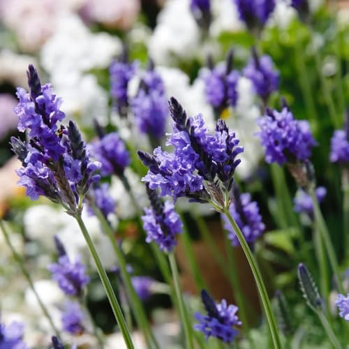 Semi di lavanda resistente - balcone, giardino 800pcs