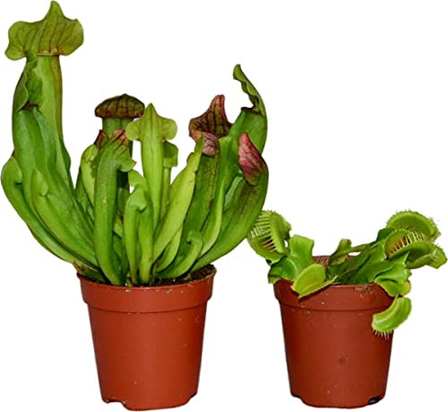 Duo Plantas Carnívoras | Venus Atrapamoscas & Sarracenia | DECOALIVE | Pack 2 Plantas Naturales
