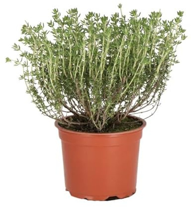Planta Aromática de Tomillo - Thymus Vulgaris - Natural