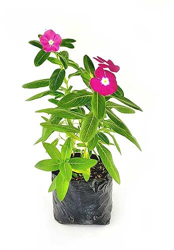 Adelfilla Estival Vinca Major: la Flor Natural que Trae el Espíritu del Verano a tu Hogar