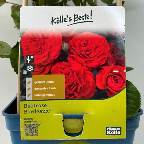Kölles Beste Beetrose 'Bordeaux®', weinrot, Topf 5 Liter, 4 Pflanzen