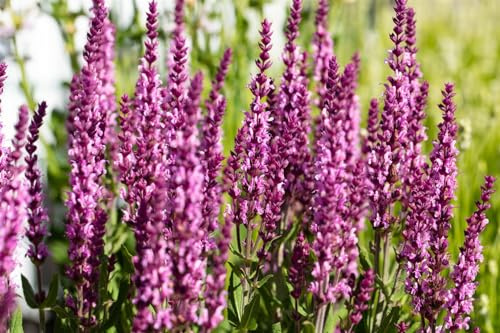 Steppensalbei Salvia nemorosa Synchro Pink, rosa, bienenfreundlich | Bienenweide, sonniger Standort, winterhart, schnittvertraeglich, lange Bluete, ideal fuer Staudenbeete