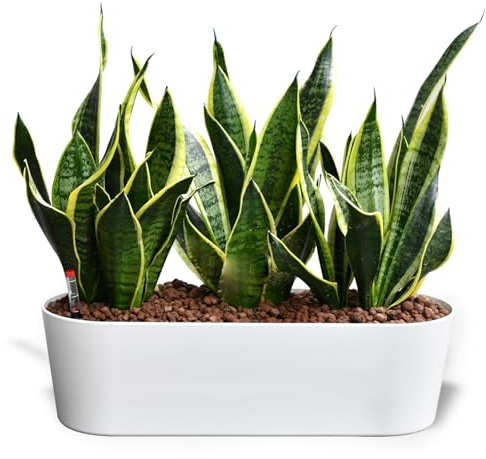 Sansevieria Bogenhanf - pflegeleichte Zimmerpflanzen - Sukkulenten frisch aus der Gärtnerei - Hydrokultur Set Sideboard Weiß - Höhe 25-30 cm - inkl. Gefäß, Blähton & Dünger - Green Me Up