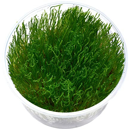 Taxiphyllum alternans - Taiwan Moos in vitro XL - 8,5cm Bechergröße - Aquariummoos Wasserpflanzen für Aquarien