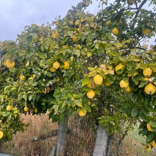 Semi di cotogno, fresca Cydonia oblonga, da nani resistenti da colonnari 50pcs