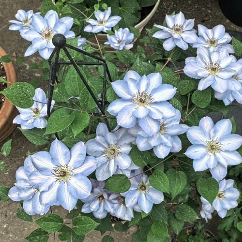 clematissamen - clematis florida - gartendeko für draußen blumendeko garten balkon gewächshäuser gartenblumen rankpflanzen winterhart herbstblumen 300pcs