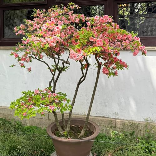semillas resistentes de azalea Arbustos decorativos, perennes resistentes, rododendro jardín, arbustos perennes, para el jardín, 150pcs