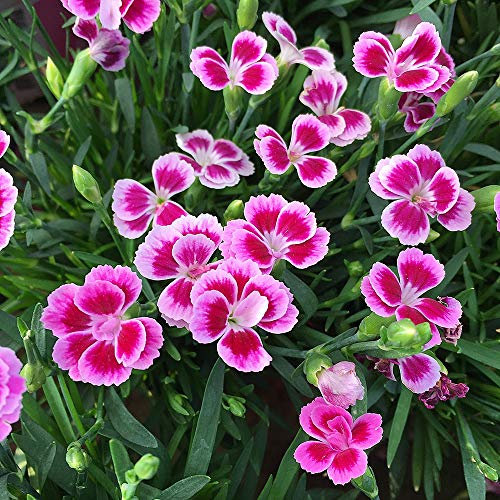 Carbeth Plants Dianthus Pink Kisses in 12cm Pot