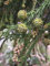 Sicheltanne Cryptomeria japonica Pflanze 55-60cm Sugi Japanische Zeder Zypresse