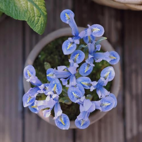 6 pcs Iris Bulbs, Gartendeko Für DraußEn, Winterharte Pflanzen Für Kübel Lila Gitter Schwertlilien Zwiebeln, Frühlingsblumen Zwiebeln, Winterharte Kübelpflanzen Blumen Zwiebeln, Balkonpflanzen