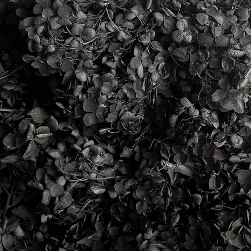 Preserved Dried Hydrangea - 5g of Hydrangea Flower Petals, UK Florist, for Wedding Decor, DIY, Handmade, Party Office Home Decor (Black)