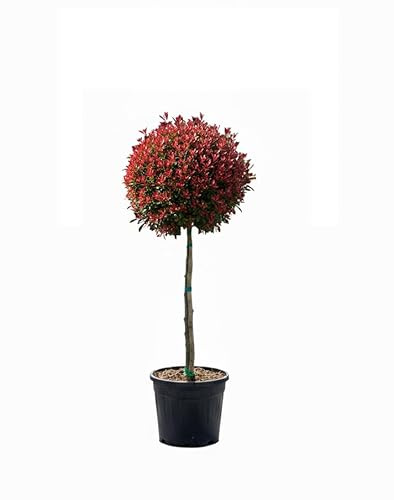 Glanzmispel - Photinia Fraseri Chico auf Stamm – 120 cm – 18L – Winterhart