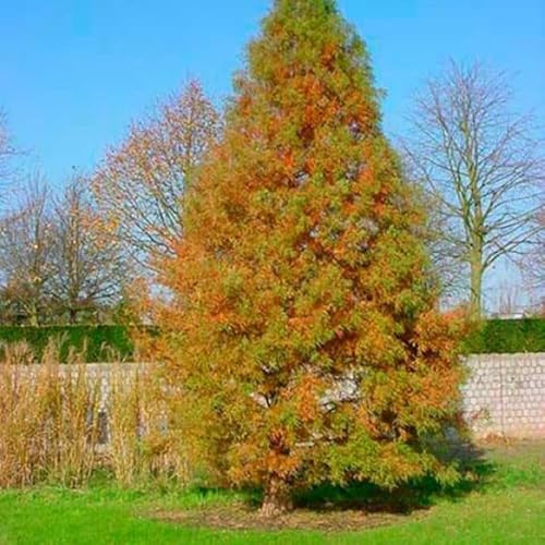 Cyprès Chauve - Taxodium Distichum 80/100cm - Plante En Pot - Hauteur 20 à 30 m - Exposition Soleil Sol